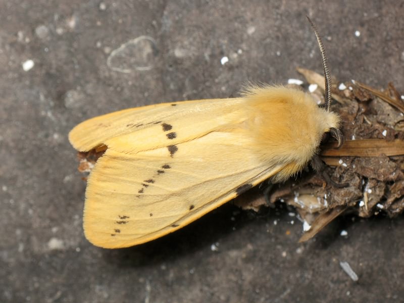 Spilosoma lutea (Hufnagel, 1766)
